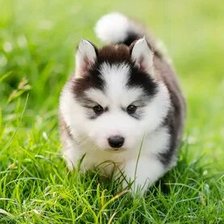 Схема вышивки «№2659532»