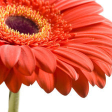 Схема вышивки «ГЕРБЕРА»