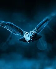 Схема вышивки «№2659564»