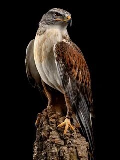 №2659566 - птица - оригинал