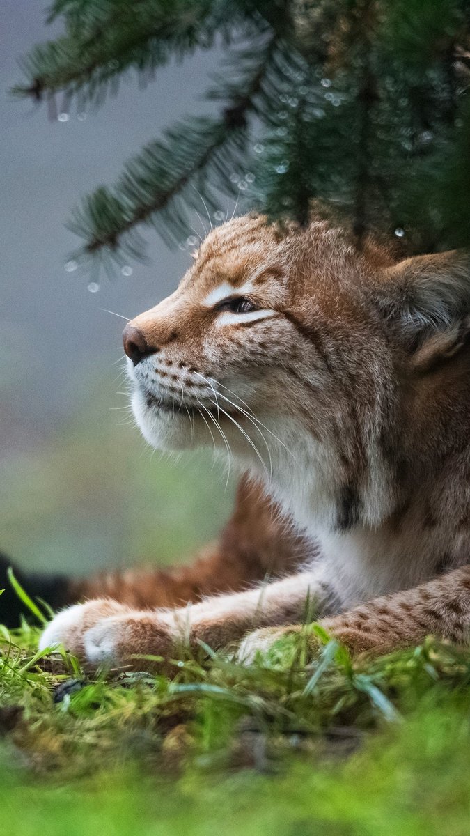 №2659601 - животные - оригинал