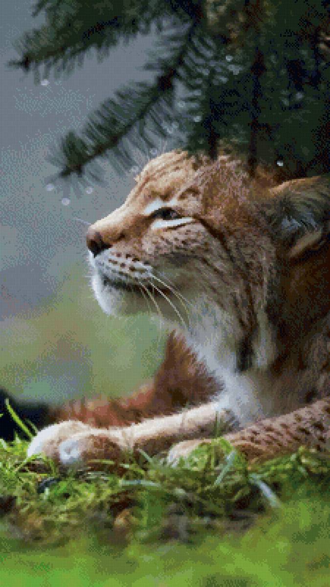 №2659601 - животные - предпросмотр