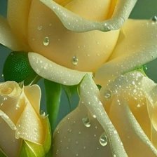 Схема вышивки «Розы»