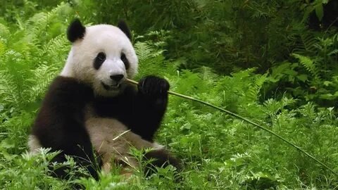 №2659615 - животные - оригинал