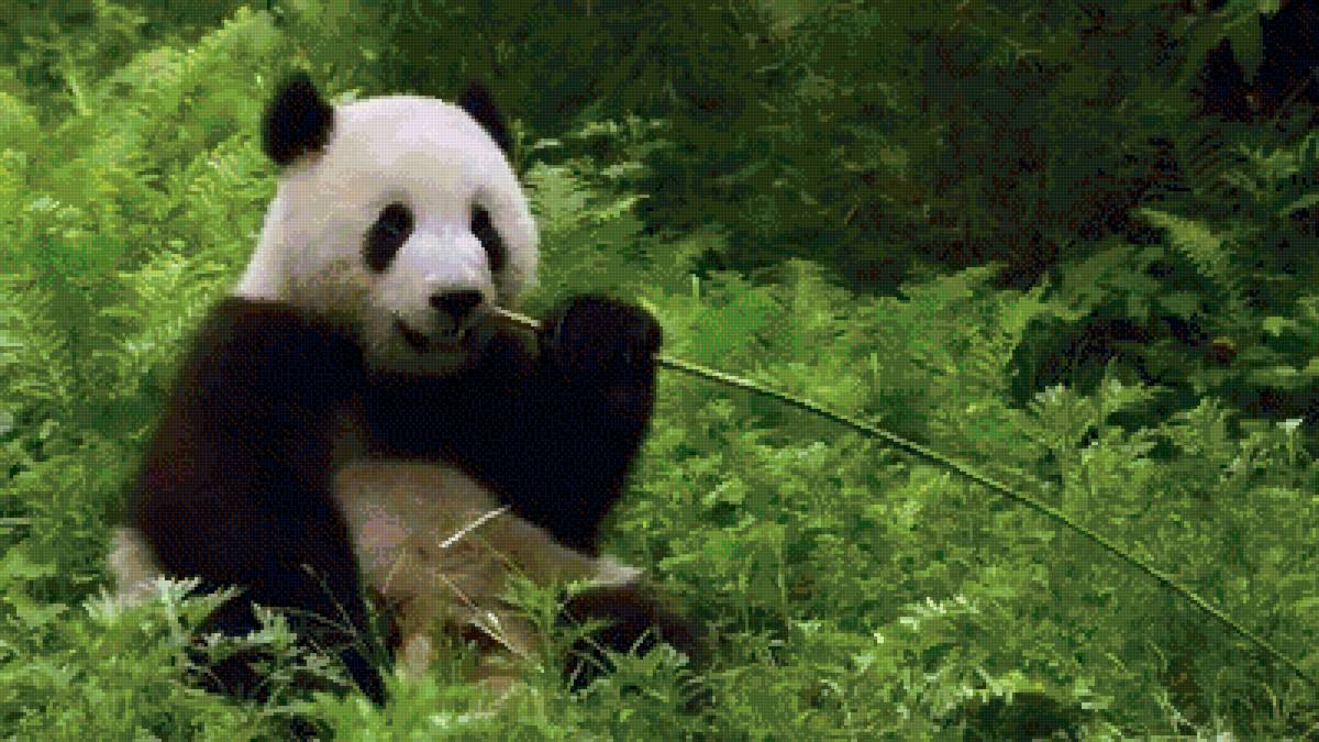 №2659615 - животные - предпросмотр