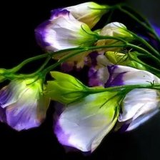 Схема вышивки «№2659641»