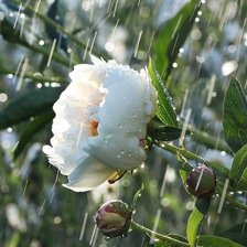 Схема вышивки «Пион.»