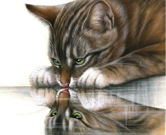 Отражение - кот - оригинал