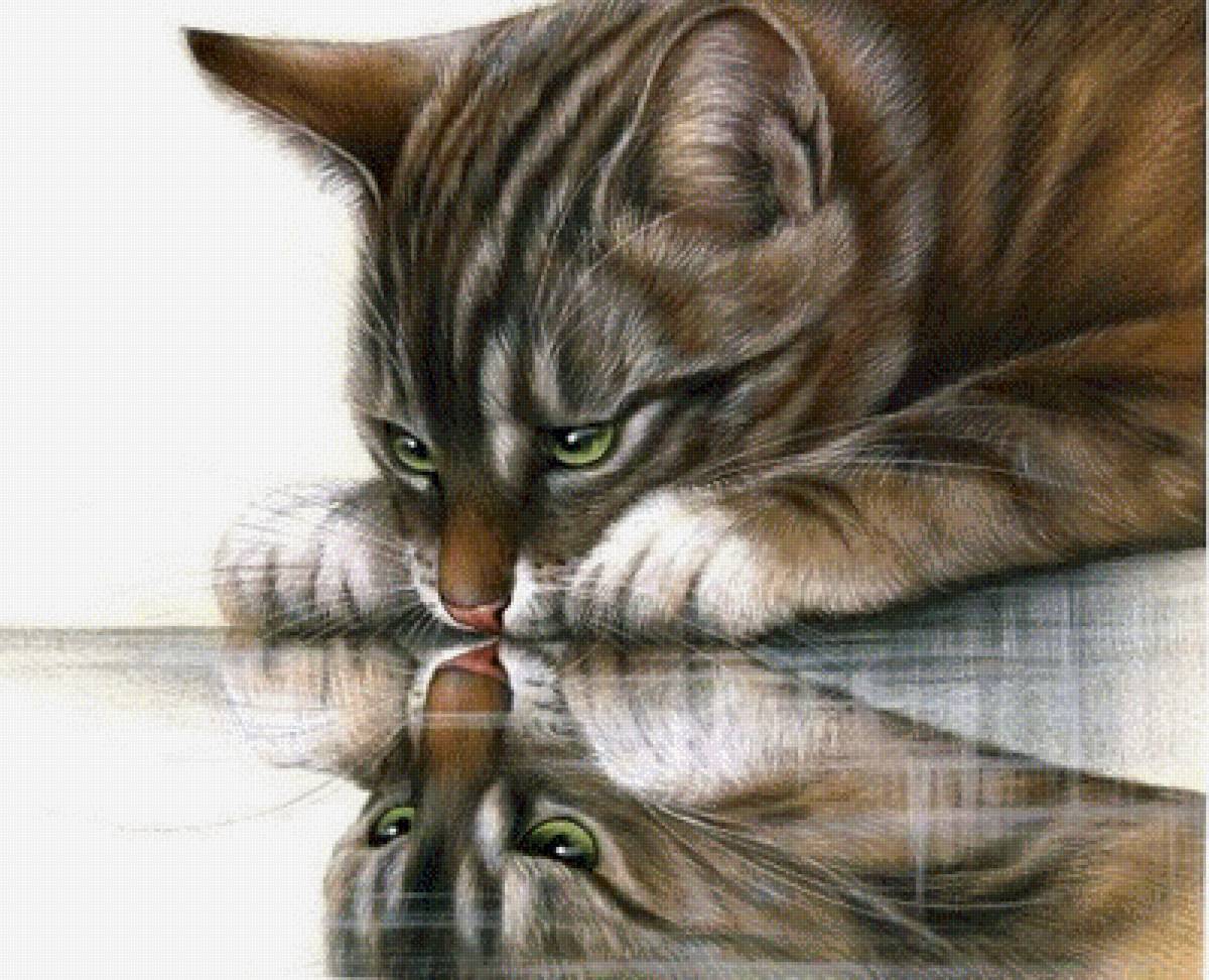 Отражение - кот - предпросмотр