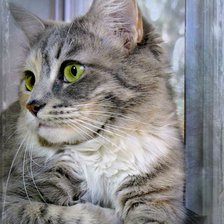 Схема вышивки «Кот»