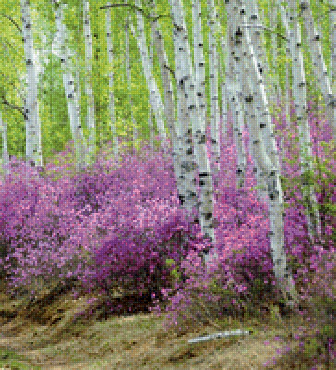 Багульник - цветет, лес, багульник - предпросмотр