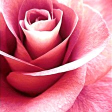 Схема вышивки «Розовая нежность»