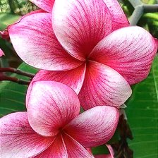 Схема вышивки «Плюмерия»