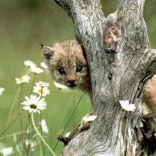 Схема вышивки «№2660986»