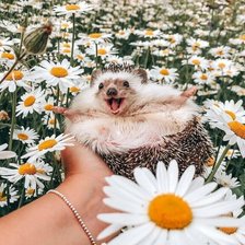 Схема вышивки «№2660996»