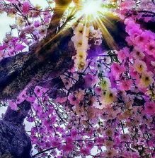 Схема вышивки «№2661853»