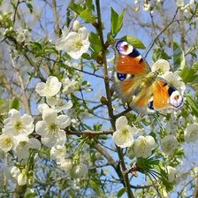 Схема вышивки «№2661869»