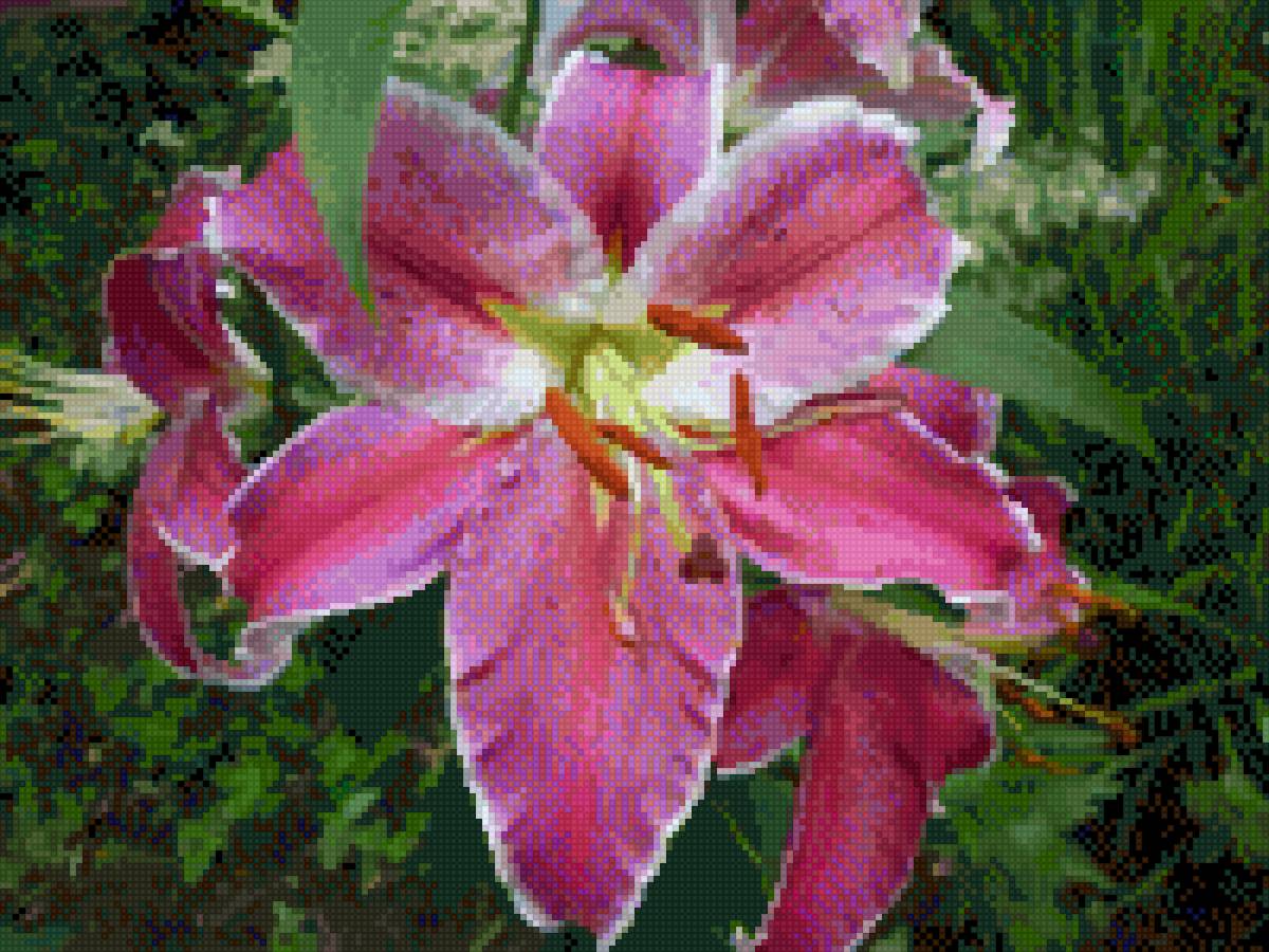 Лилия - предпросмотр