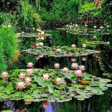 Схема вышивки «Цветущее озеро»