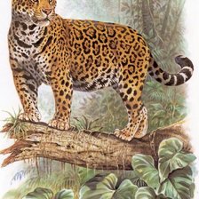 Схема вышивки «В джунглях»