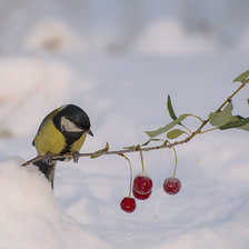 Схема вышивки «Зимняя вишня»