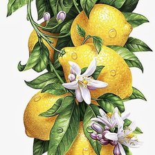 Схема вышивки «№2663267»