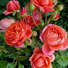 Схема вышивки «Красные розы»