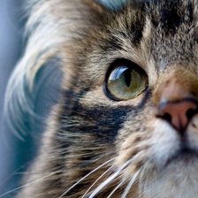 Схема вышивки «Кот»