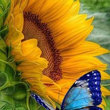 Схема вышивки «Бабочка на подсолнухе»