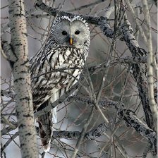 Схема вышивки «№2664003»