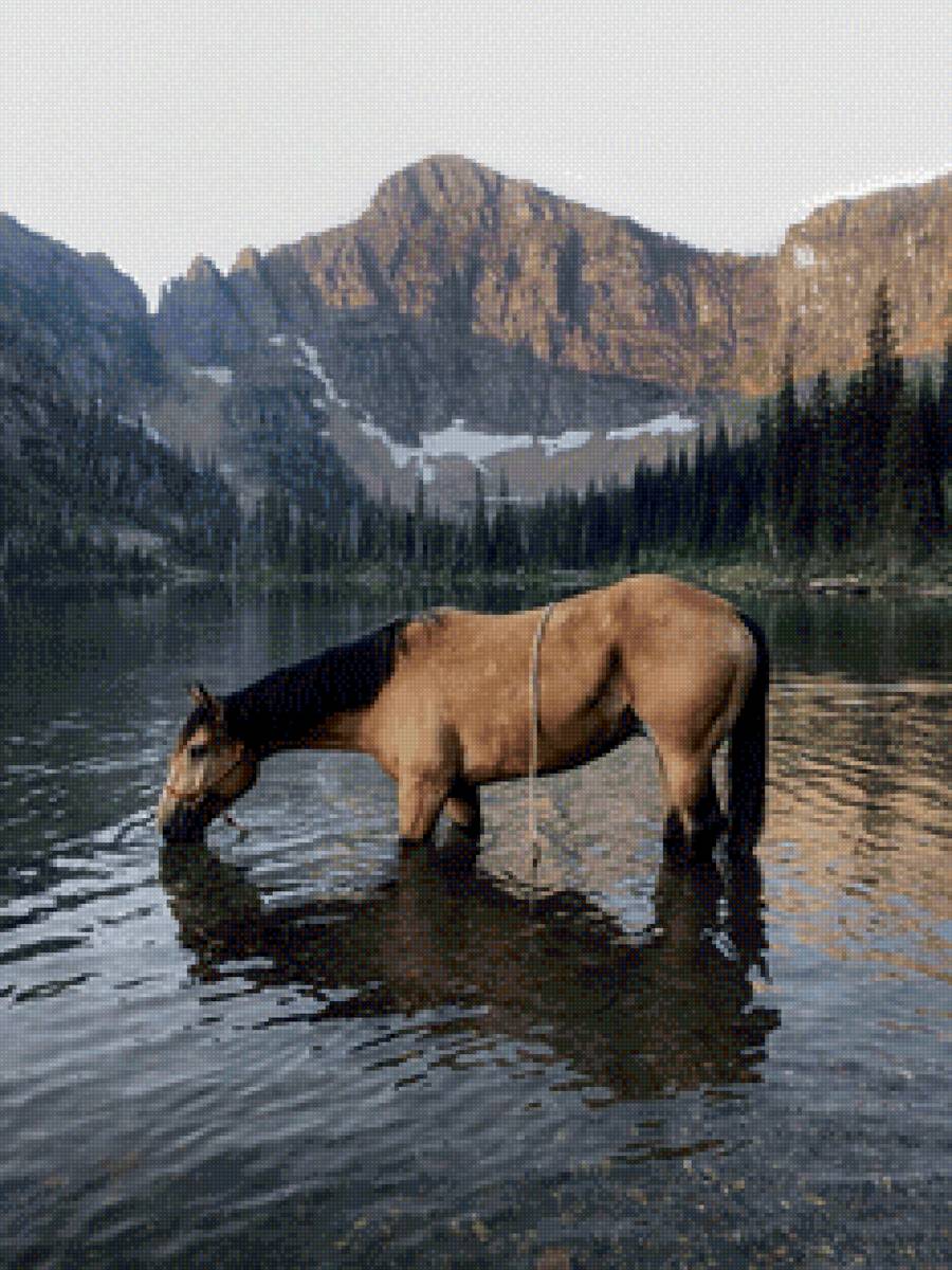 Лошадь в горах - горы, лошадь - предпросмотр
