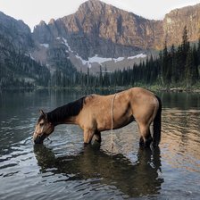 Лошадь в горах