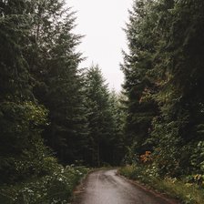 Схема вышивки «Осенний лес»