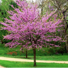 Схема вышивки «Церсия»