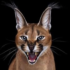 Схема вышивки «Рысь»