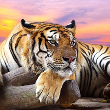 Схема вышивки «Тигр»