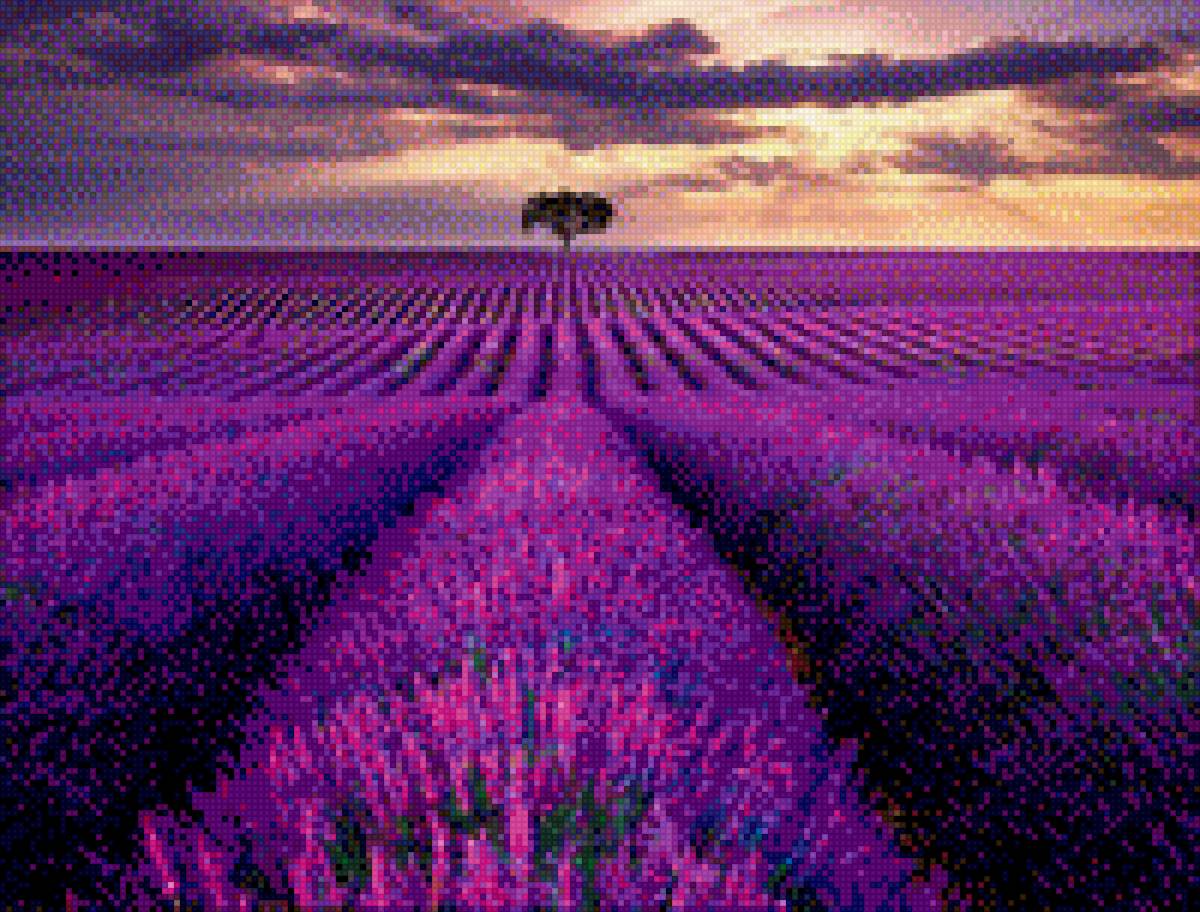 Lavender - лавандовое поле, лаванда, лаванда на закате - предпросмотр