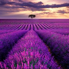 Схема вышивки «Lavender»