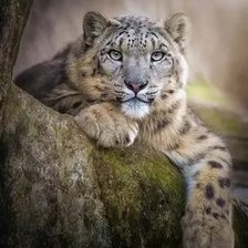 Схема вышивки «№2665368»