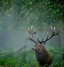 Схема вышивки «№2665373»