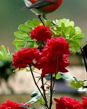 Схема вышивки «№2665378»