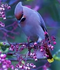 Схема вышивки «№2665379»