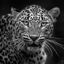 Схема вышивки «Леопард»