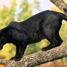 Схема вышивки «Пантера»