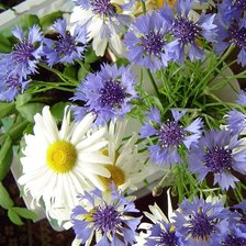 Схема вышивки «Подушка №4»