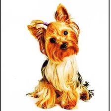 Схема вышивки «Йоркширский терьер»