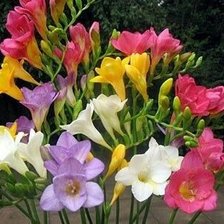 Схема вышивки «фрезии»