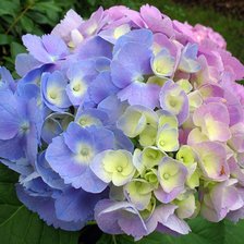 Схема вышивки «подушка гортензии»