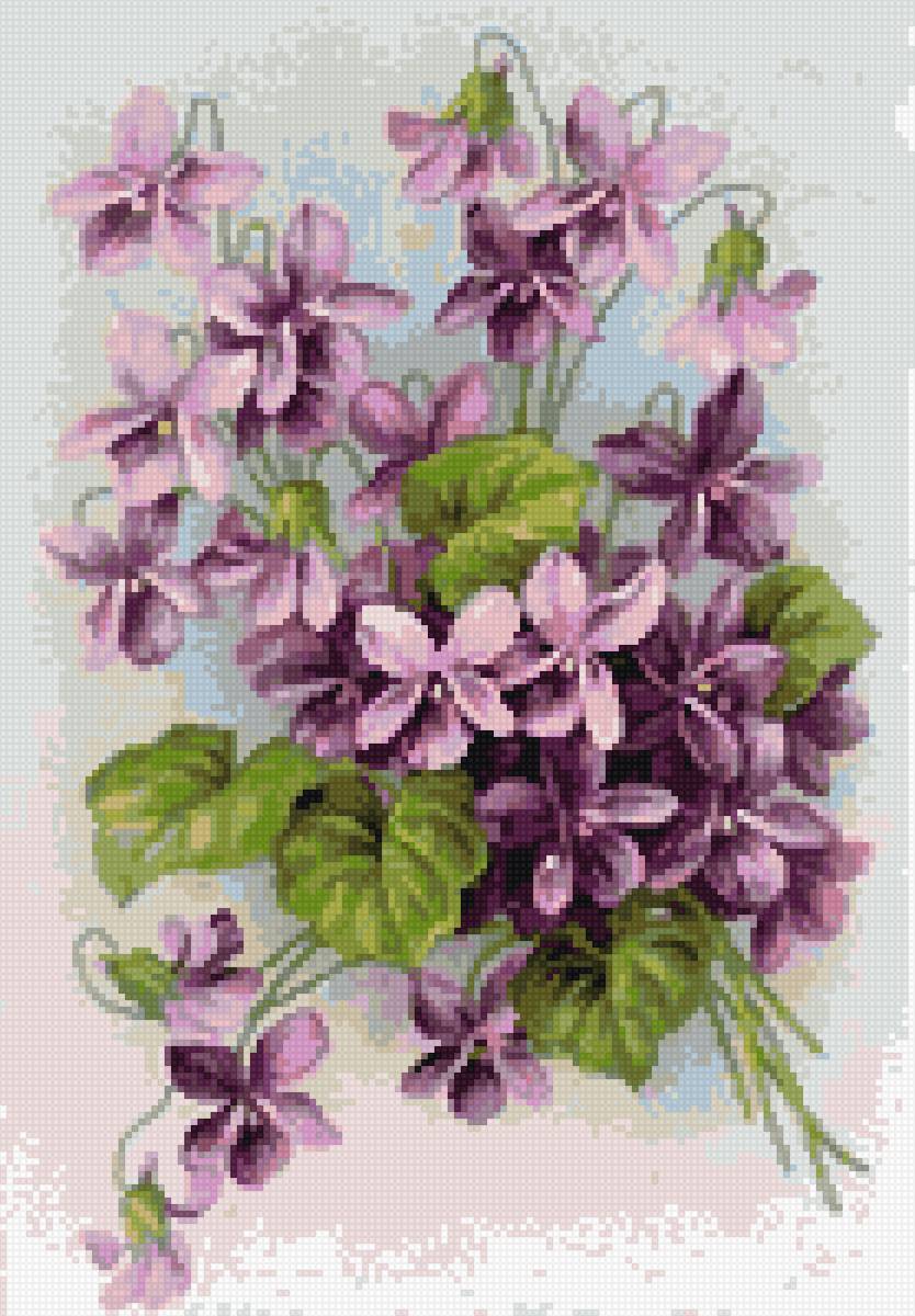 фиалки - предпросмотр