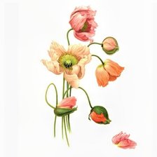 Схема вышивки «маки»